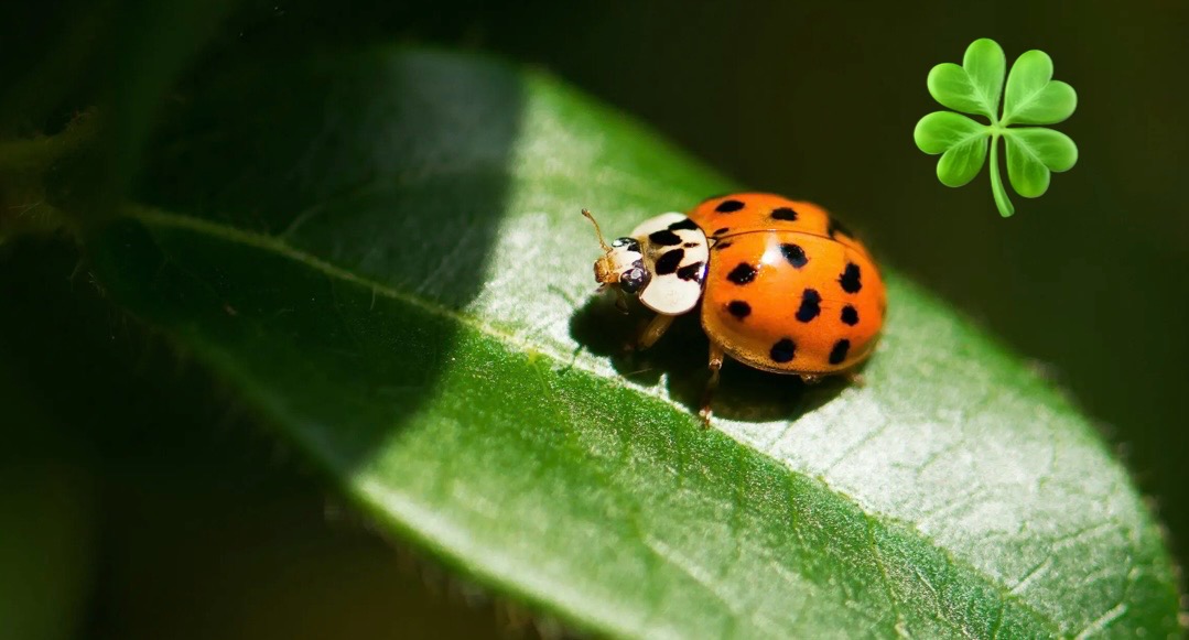 Naturtheater Reutlingen e.V. - ein Duschtuch mit Naturtheater-Logo