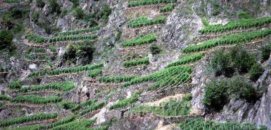 VINUM - drei von die VINUM-Redaktion ausgesuchte Flaschen Wein