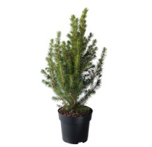 PICEA GLAUCA CONICA Pflanze